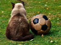 FBsports-切尔西力克热刺，孙兴慜梅开二度德甲风采再现